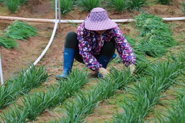 韭菜的种植方法，一年四季均可种植