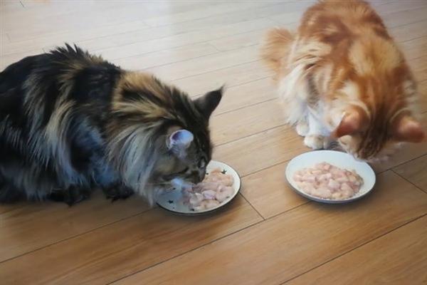 不建议给猫咪喂食生肉的原因，生肉可能会传染病菌、寄生虫