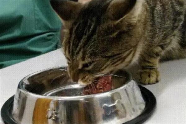 不建议给猫咪喂食生肉的原因，生肉可能会传染病菌、寄生虫