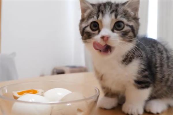 不建议给猫咪喂食生肉的原因，生肉可能会传染病菌、寄生虫