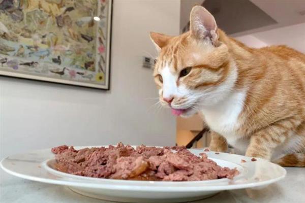 不建议给猫咪喂食生肉的原因，生肉可能会传染病菌、寄生虫