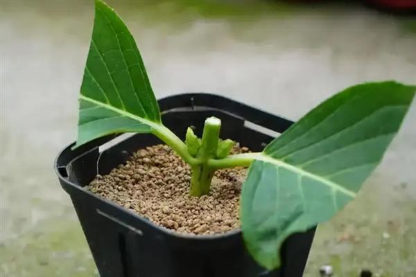 金铃花如何扦插，建议在春季进行