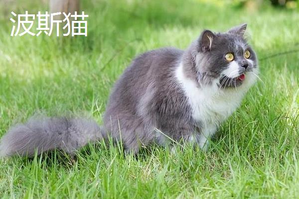 如何才能避免买到星期猫，首先要观察其生命特征等