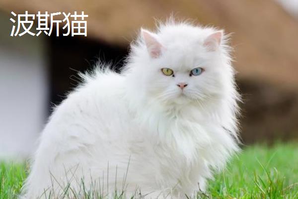 如何才能避免买到星期猫，首先要观察其生命特征等