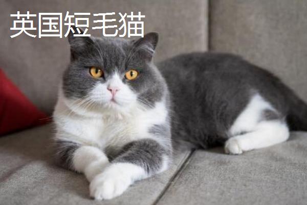 如何才能避免买到星期猫，首先要观察其生命特征等