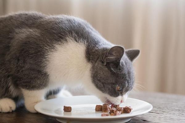 如何才能避免买到星期猫，首先要观察其生命特征等