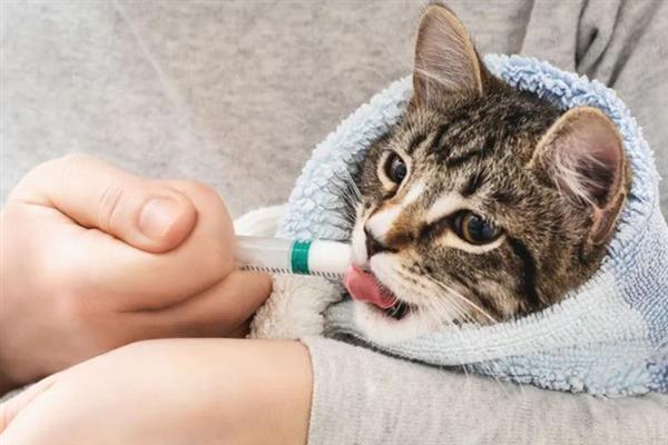 猫感冒了的症状，会出现打喷嚏、流鼻水等