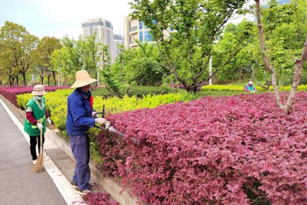 绿化养护包括的范围，包括栽种花草、修剪枝叶等