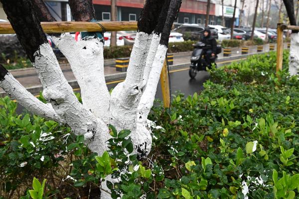 绿化养护包括的范围，包括栽种花草、修剪枝叶等