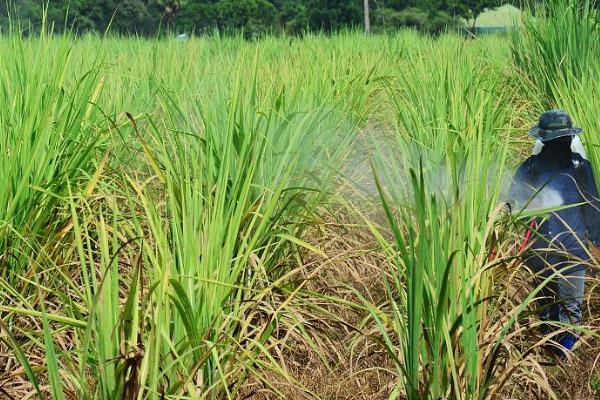 甘蔗的种植方法，生长旺季为其追施氮肥、钾肥和磷肥混合肥料