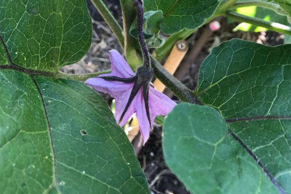 茄子只开花不结果的原因，可能是温湿度不当或肥料缺失严重