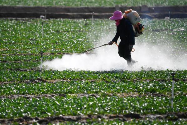 白飞虱打什么农药，可使用百灵可湿性粉剂或吡虫啉等农药