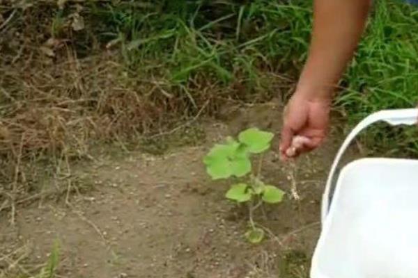 种植红南瓜的方法，夏季通常2-3天浇一次透水