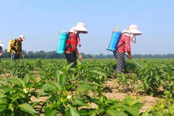 白飞虱打什么农药，可使用百灵可湿性粉剂或吡虫啉等农药