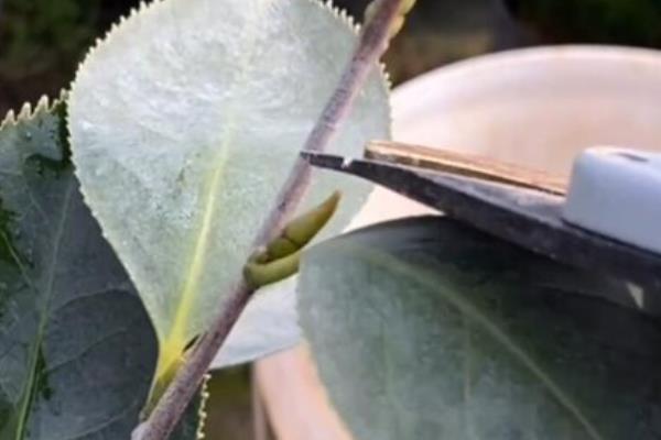 茶花什么季节剪枝，不同花型的茶花修剪时间不同