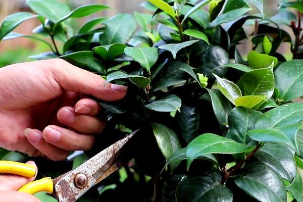 茶花什么季节剪枝，不同花型的茶花修剪时间不同