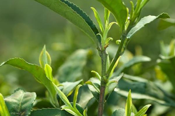 茶树的生长条件，年降雨量需超过1500毫米