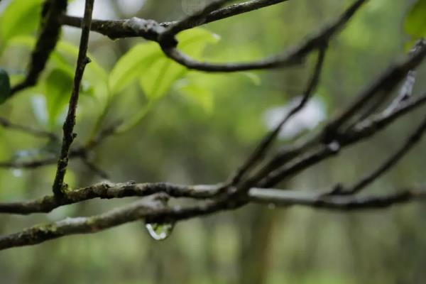 茶树的生长条件，年降雨量需超过1500毫米