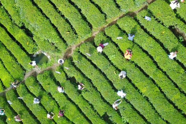 茶树的生长条件，年降雨量需超过1500毫米