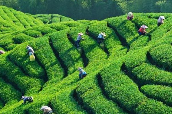 茶树的生长条件，年降雨量需超过1500毫米