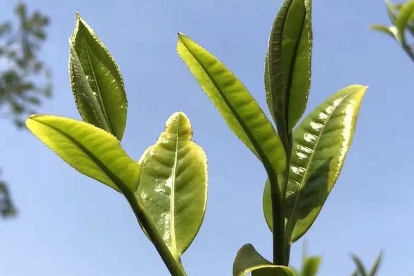 茶树的生长条件，年降雨量需超过1500毫米