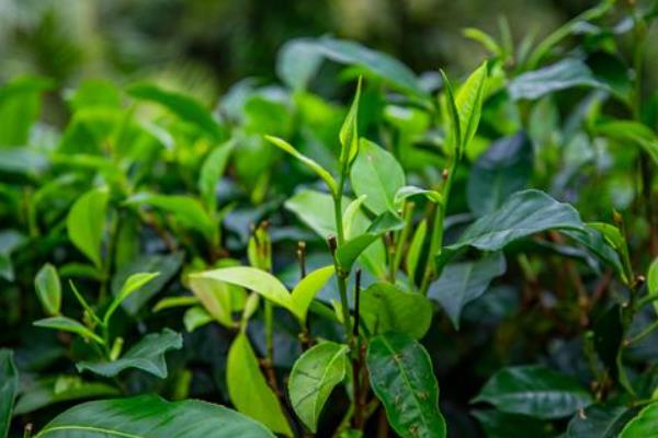 茶树的生长条件，年降雨量需超过1500毫米