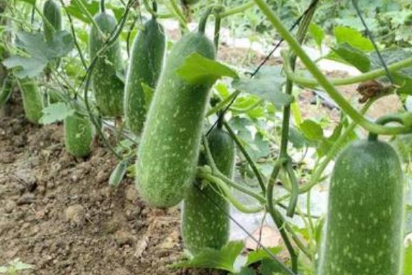 节瓜冬天能种植吗，节瓜在冬天可以大棚种植