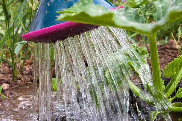 节瓜冬天能种植吗，节瓜在冬天可以大棚种植