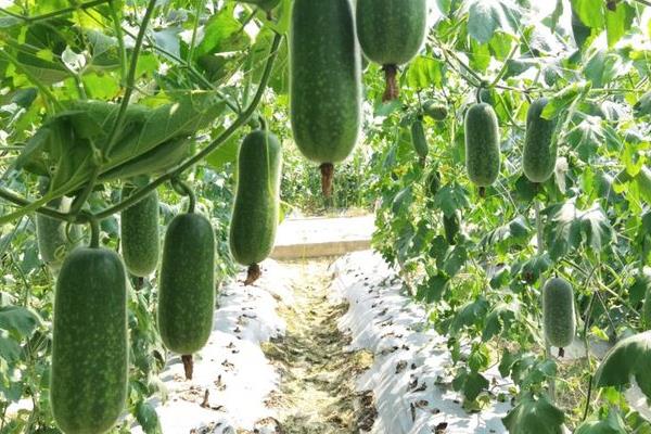 节瓜冬天能种植吗，节瓜在冬天可以大棚种植