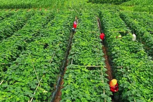 节瓜冬天能种植吗，节瓜在冬天可以大棚种植