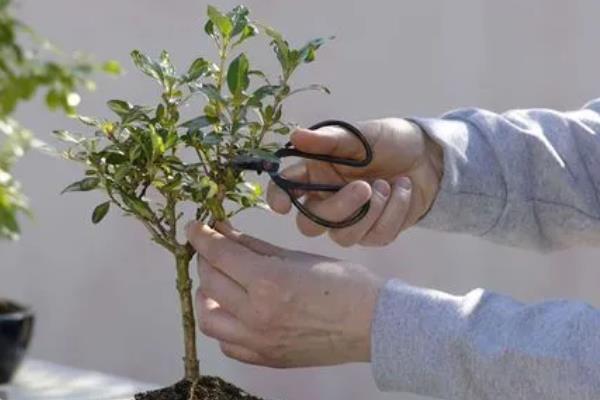 花盆底垫泡沫有无弊端，会减少养分供应导致植物生长不良