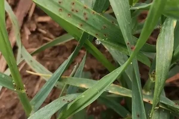 小麦抽穗期田间管理技术，是防治纹枯病、茎基腐病的关键时期