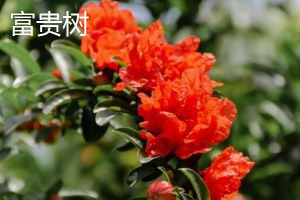 幸福树和富贵树有什么区别，形态特征、花期、叶片均不同