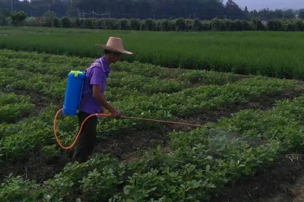 种植花生中后期怎么管理，供肥不足可喷施磷酸二氢钾