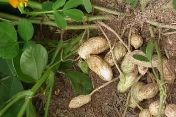 种植花生中后期怎么管理，供肥不足可喷施磷酸二氢钾