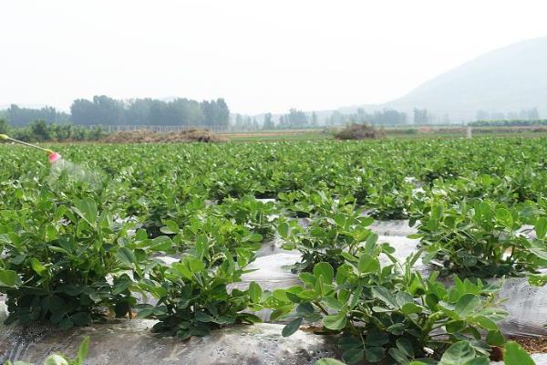 种植花生中后期怎么管理，供肥不足可喷施磷酸二氢钾