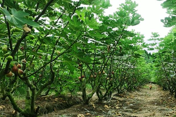 无花果移栽多长时间发芽，需要15-20天左右