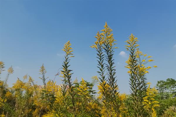 一枝黄花的种植方法，主要的繁殖方法为播种繁殖