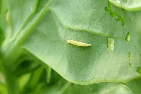 白萝卜怎么种植，晒种后可进行点播或条播、撒播