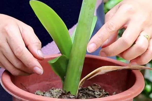 适合春节摆放的花卉有哪些，常见的有蝴蝶兰、杜鹃花等