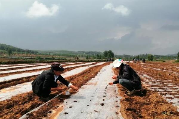 白萝卜怎么种植，晒种后可进行点播或条播、撒播