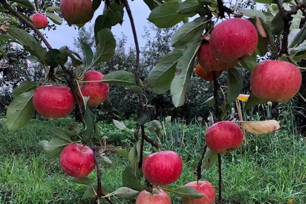 鲁丽苹果苗的特点，种植2-3年就能结果