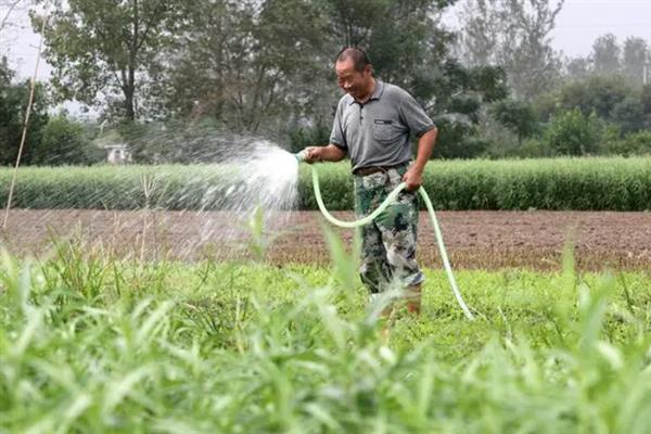 茼蒿夏天能种吗，在气温低于29℃的地区和环境里可种植