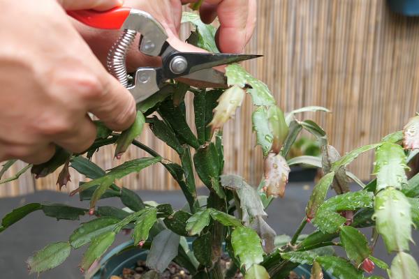 蟹爪兰花后如何修剪，将植株两个茎片之间相接的地方切