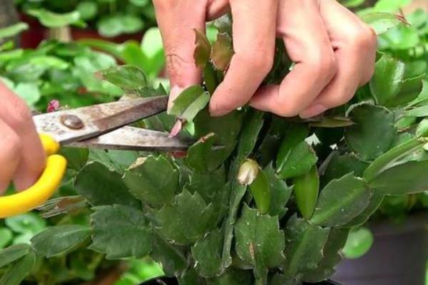 蟹爪兰花后如何修剪，将植株两个茎片之间相接的地方切