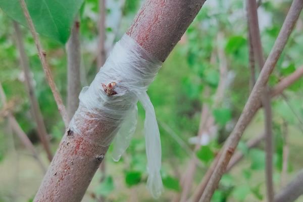 流苏树嫁接桂花的技术，可采用切接法、腹接法等