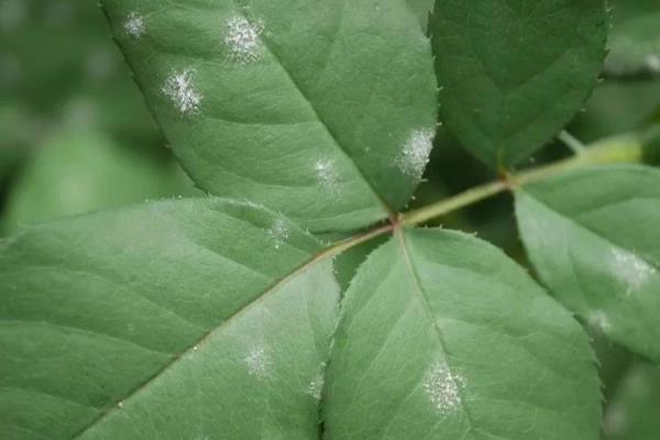 怎么用食醋防治花卉黄化病，兑水后喷施叶片就能见效