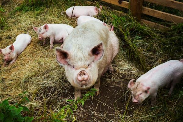 如何散养猪，根据生长阶段饲喂不同的饲料