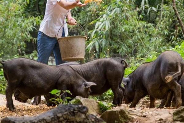 如何散养猪，根据生长阶段饲喂不同的饲料