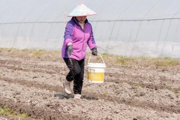 怎么在黏土地里面施肥，推荐施加热性肥料